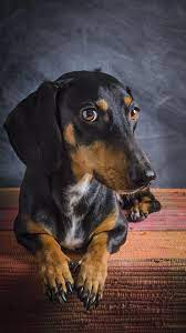 Dachshund Wallpaper for Android - APK ...