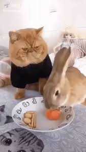 We are also members of the holland lop. Fluffy Cat Watches Rabbit Eat Carrots Gif Rabbit Eating Fluffy Cat Funny Cat Compilation