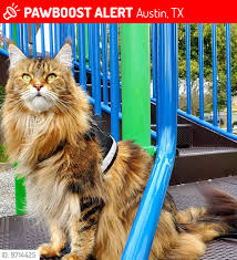 lost female cat zoe is missing pawboost