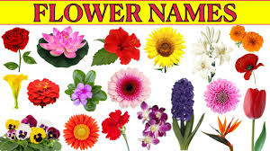 learn flowers name flower names in