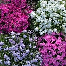 all about creeping phlox great