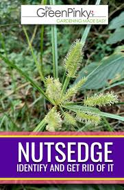 Nutsedge How To Identify And Get Rid Of It