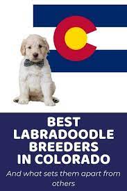 ethical labradoodle breeders