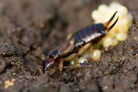 how to control earwigs in your garden