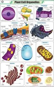 Plant Cell Organelles For Botany Chart
