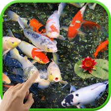 Koi Garden Live Wallpaper Apk