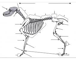 Some very simple skeletons of cats done over photos to help me learn more about their skeletal structure and anatomy. Identify The Dog Skeleton