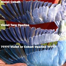 Violet Or Cobalt Opaline Indianringneck Com