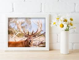 Antler Wall Art Deer Photography Deer