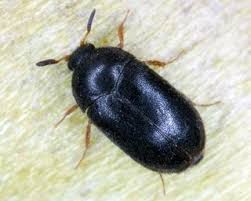 how to get rid of carpet beetle larvae