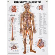 Amazon Com Peter Bachin Anatomical Chart Series Nervous