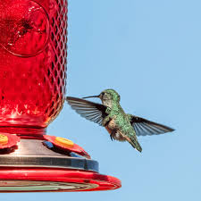 Pick The Best Hummingbird Feeder