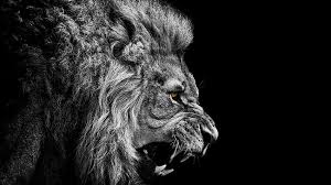 lion aggressive lion hd wallpaper pxfuel
