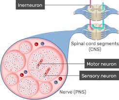 types of neurons getbodysmart