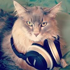 Image result for cats wearing headphones