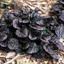 black scallop bugleweed plant