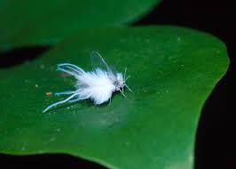 woolly aphid control how to get rid of