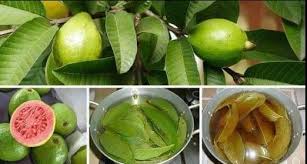 35 Healing Powers and Medicinal Uses of Guava Leaves and Fruits