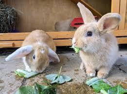 rabbits looking for forever homes after