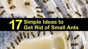 17 simple ideas to get rid of small ants