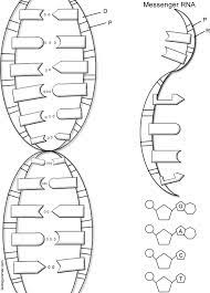 The dna coloring worksheet is a fun coloring exercise that will help you improve your handwriting. Dna The Double Helix Coloring Worksheet
