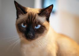You should certainly take your cat to the vet if you have discovered a lump, but not all lumps are cancers. Breast Cancer In Cats Signs Treatment And Prevention