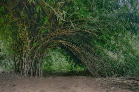 Bamboos are a diverse group of evergreen perennial flowering plants in the subfamily bambusoideae of the grass family poaceae. Non Invasive Bamboo What Bamboo Does Not Spread