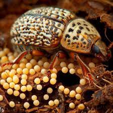 where do carpet beetles lay eggs