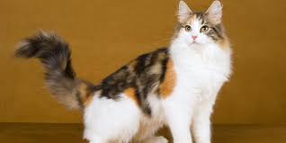 norwegian forest cat breed size