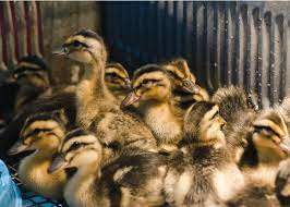 Raising Ducks For Beginners The Happy