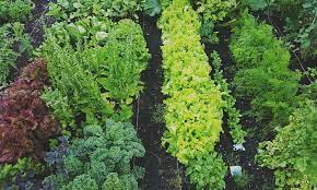 Lettuce Companion Plants For Great