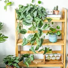 Top 10 Indoor Hanging Plants Garden