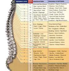 Circumstantial Spinal Nerve Chart Functions 2019