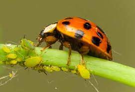 how to use ladybugs in your garden