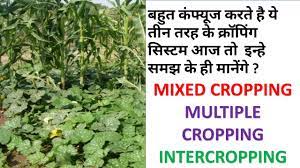 What is mixed cropping ? | multiple cropping | intercropping And Their  difference - YouTube