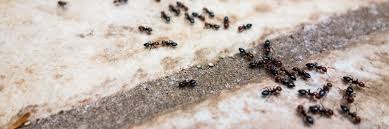 You can also saturate cotton balls and place them around your home where you've seen. How To Get Rid Of Ants From Your Car Solutions Pest Lawn