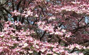 Filmy 4k i hd dostępne natychmiast na dowolne nle. 3 Flowering Trees For Your Alpharetta And Roswell Yard Trees To Plant Fast Growing Trees Dogwood Trees