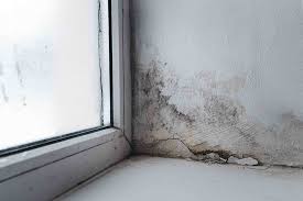 Basement Mould Removal Services Rcc