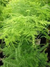 Asparagus ferns are only hardy in usda zone 9 and warmer. 220 Ferns Asparagus Ferns Ideas Asparagus Fern Ferns Plants