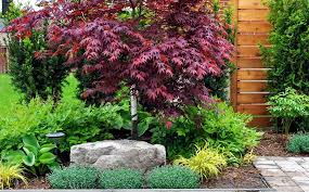 The 3 Types Of Small Trees And Why We