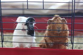 How To Clean A Guinea Pig Cage 9 Easy
