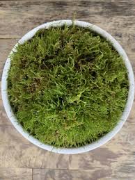 fresh live sheet carpet hypnum moss