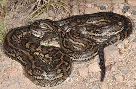 coastal carpet python snake catcher