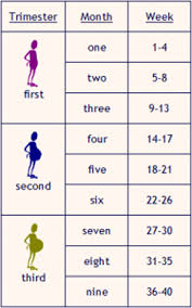 Detailed Weekly Pregnancy Calendar Pregnancy Week Month