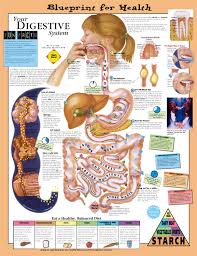 Blueprint For Health Your Digestive System Anatomical Chart