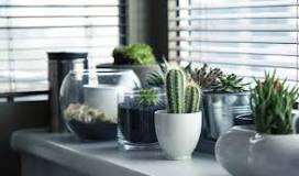 Does cactus need sunlight?