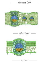 monocot leaf and dicot leaf template