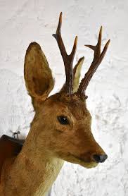 Mounted Taxidermy Roe Deer Head