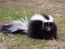 What animal kills a skunk?