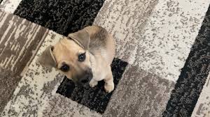 pet stain on your area rug ben hersh